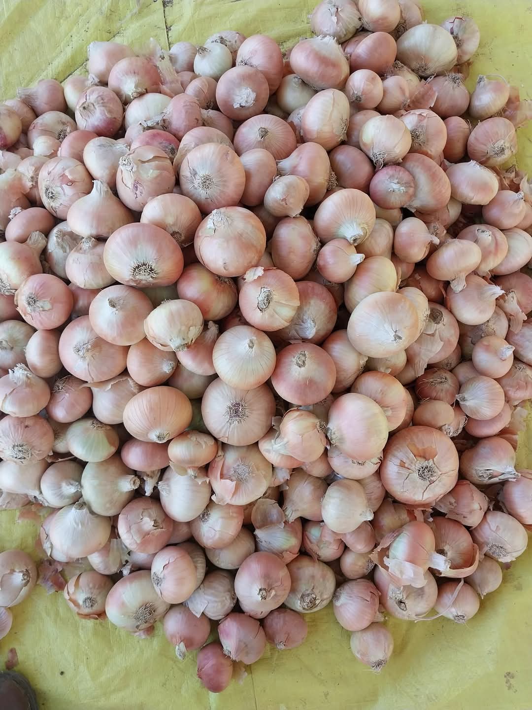 A detailed image of fresh potatoes